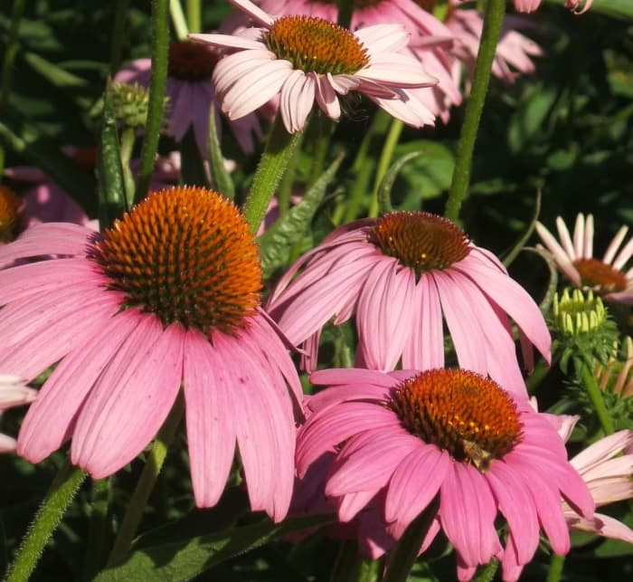 Vibrant purple coneflowers (Echinacea purpurea) in full bloom, showcasing their heat-tolerant structure and resilient growth in a sun-drenched garden.