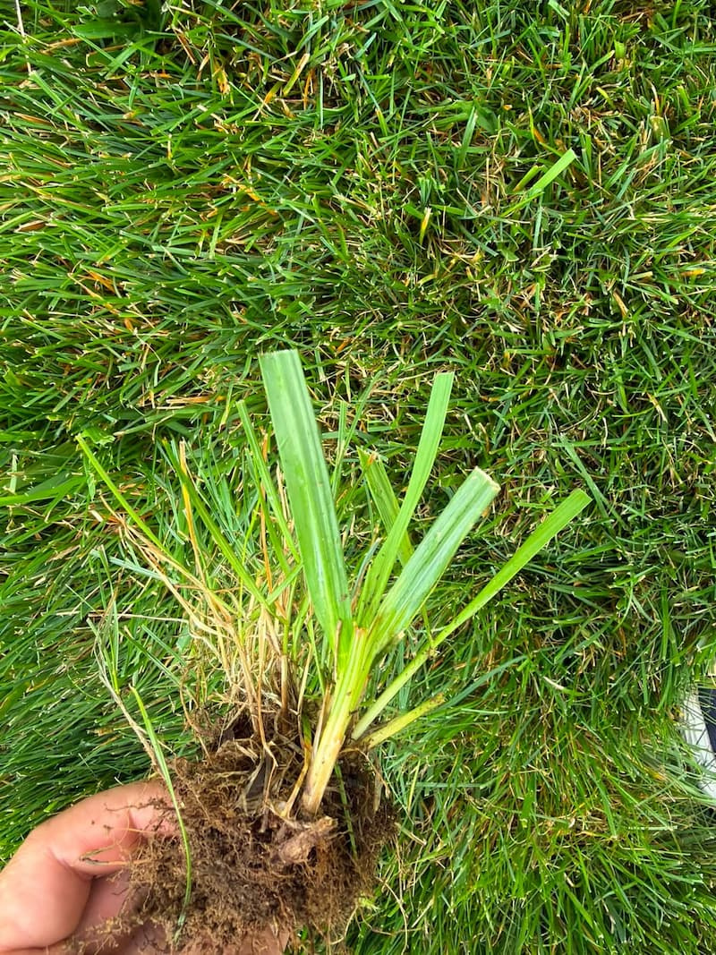 Pulled quackgrass specimen showing upright tillers, leaf sheaths, and attached root mass.