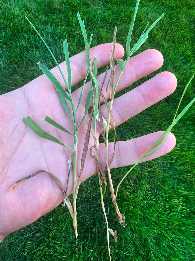 Handheld view of pulled quackgrass tillers showing slender stems and node structures over green lawn.