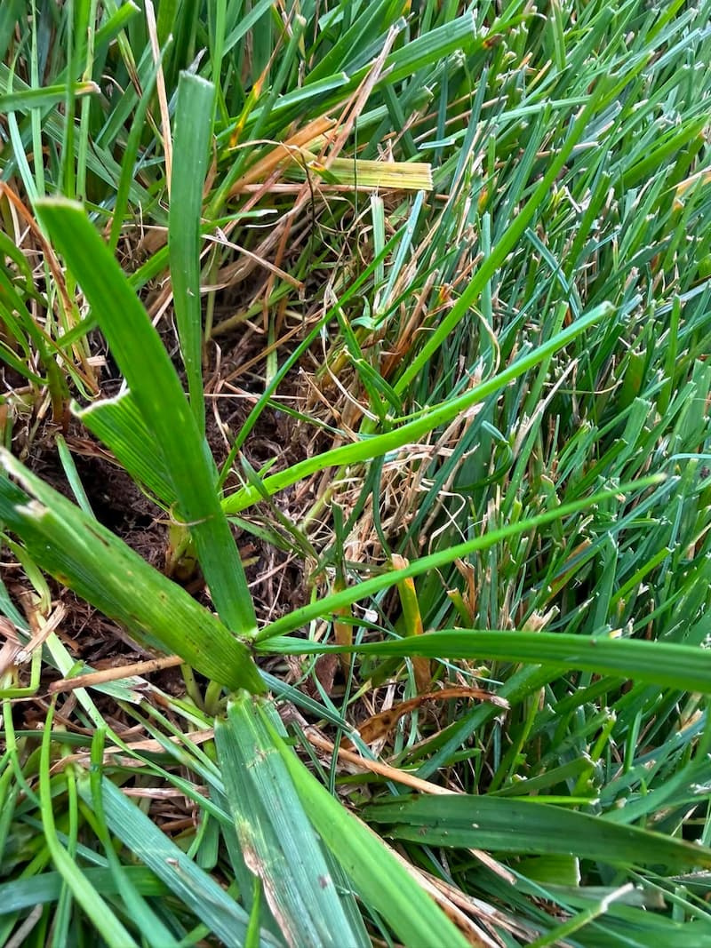 Top-down macro view of a quackgrass tiller growing amid mowed lawn blades.