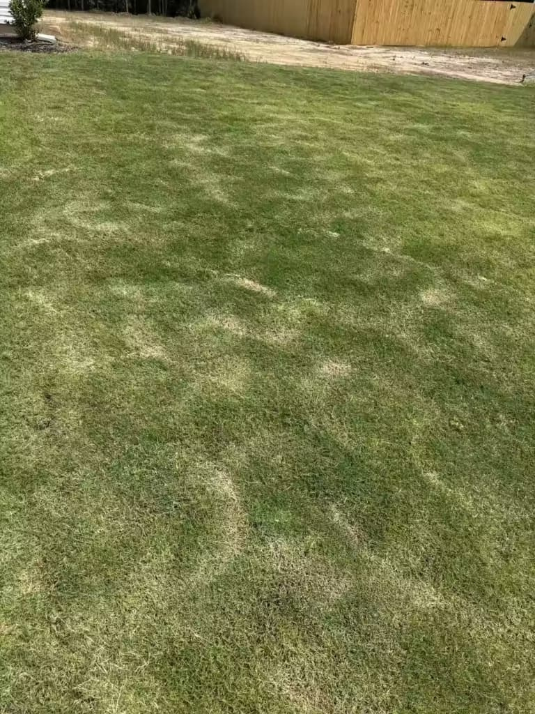 A lawn showing multiple circular brown patches caused by repeated mower scalping on high spots and uneven terrain.