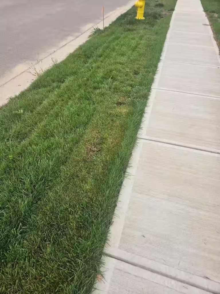 Scalped Tall Fescue grass on a small slope between a street and a pavement.