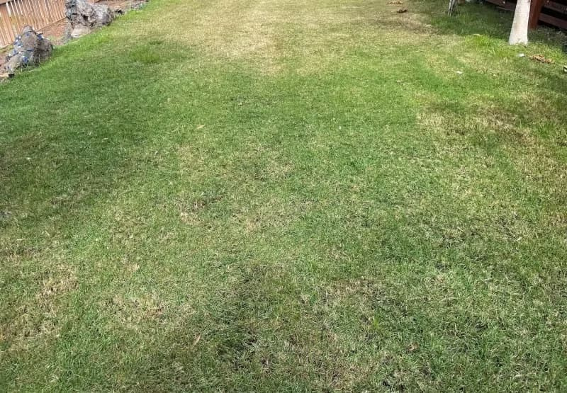 Seashore paspalum lawn exhibiting yellowing patches from micronutrient deficiency or chlorosis.