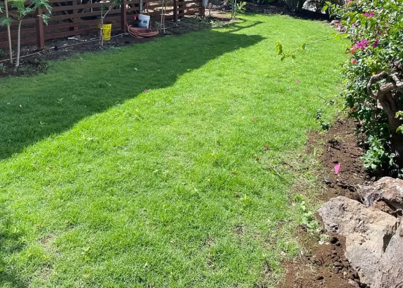 Seashore paspalum establishing from planted stolons along a garden bed in Hawaii.