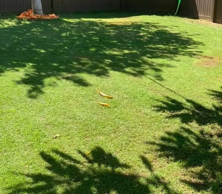 Seashore paspalum turfgrass growing in a residential backyard setting.