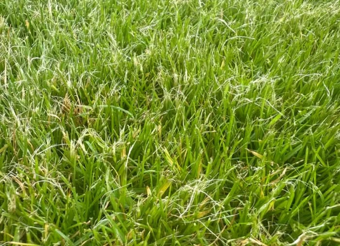 A wide-angle view of a green lawn where the top layer appears white and dusty due to shredded grass tips from a dull mower.