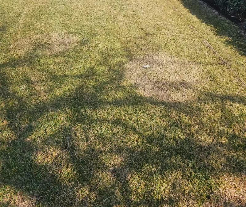 Circular brown dead patch of Sir Walter DNA Certified buffalo grass caused by fungal disease.