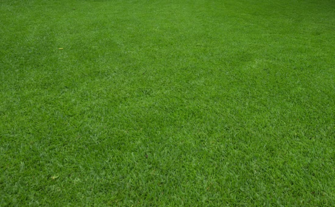 Wide surface view of a Sir Walter DNA Certified buffalo grass lawn showing uniform density and rich green color.