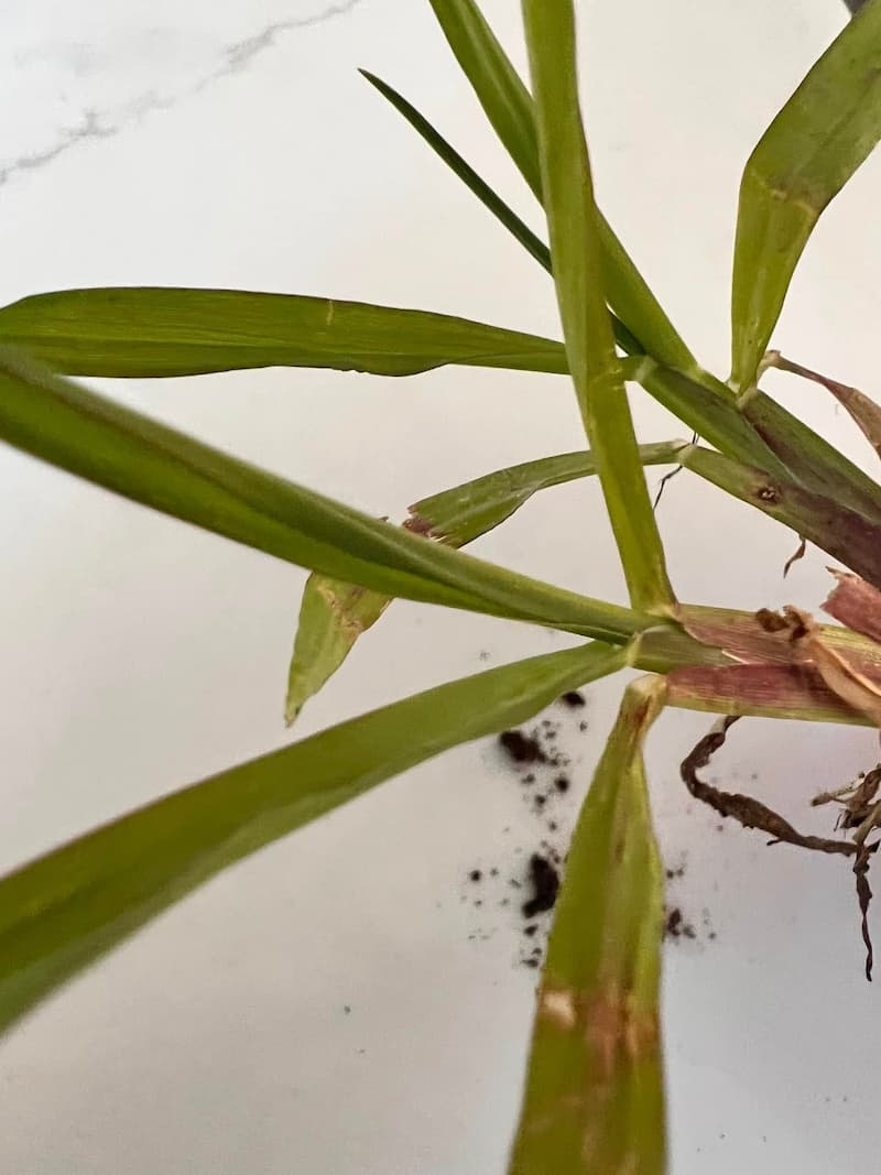 Close-up view of a smooth crabgrass leaf collar and smooth leaf blade without clasping auricles.