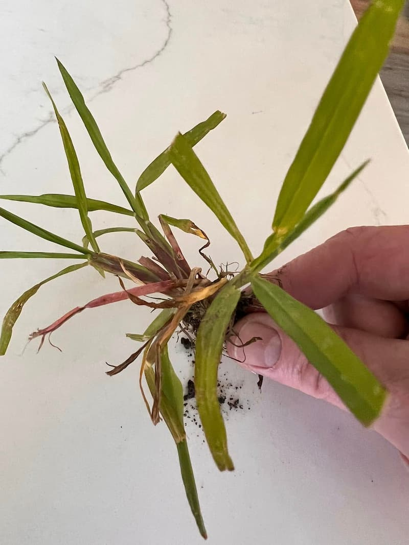 Handheld smooth crabgrass specimen displaying wide leaf blades and purplish lower Tillers.