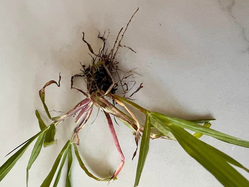 Pulled smooth crabgrass plant showing fibrous roots and reddish-purple trailing stem bases.