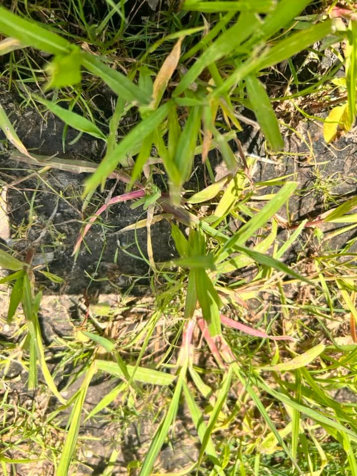 Top-down view of smooth crabgrass with deep reddish-purple stem bases spreading in a lawn.