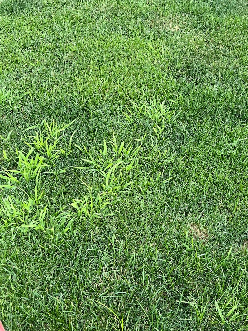 Pale green smooth crabgrass seedlings emerging within a mowed turfgrass lawn.