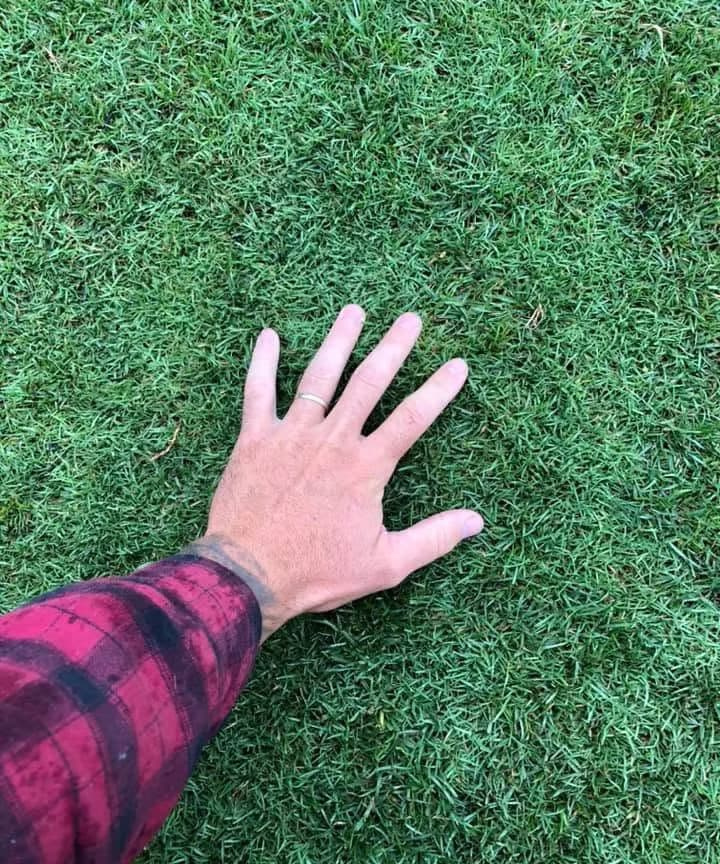 Hand on dense Bermudagrass lawn established from sod