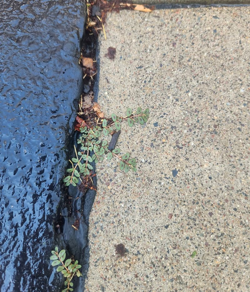 Small spotted spurge stems emerging from a dark asphalt expansion joint.