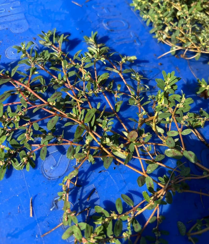 Macro view of spotted spurge showing hairy stems and dark red leaf spots.