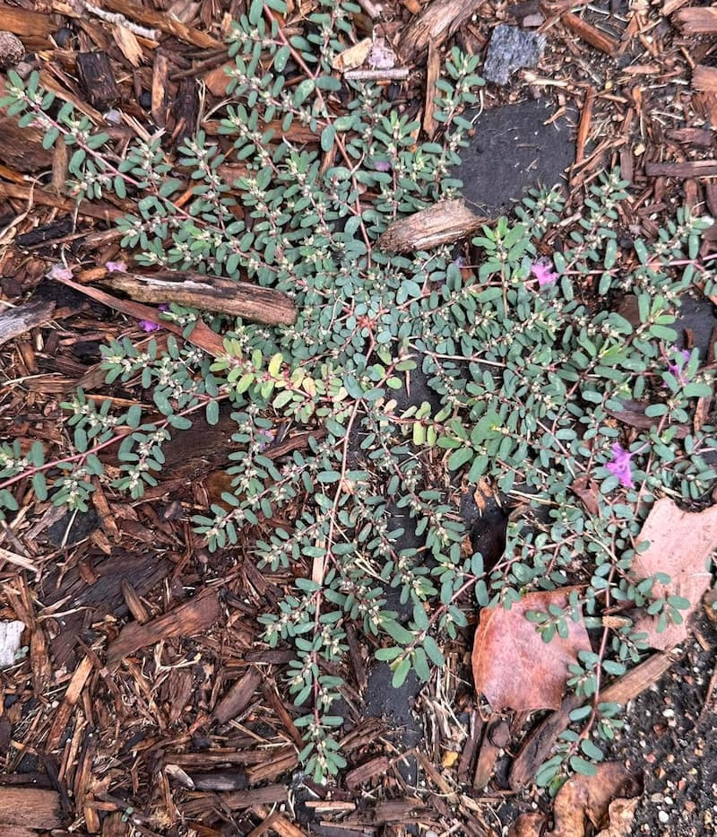 Radial spotted spurge weed growing across dark wood mulch in a garden bed.