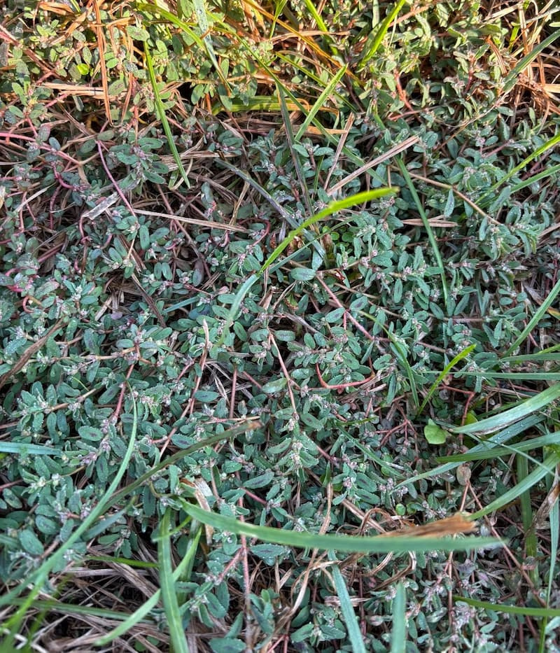 Dense spotted spurge infestation weaving through green turfgrass blades.