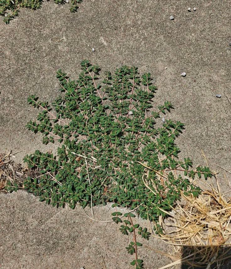 Flat radial mat of spotted spurge spreading across a concrete driveway crack.