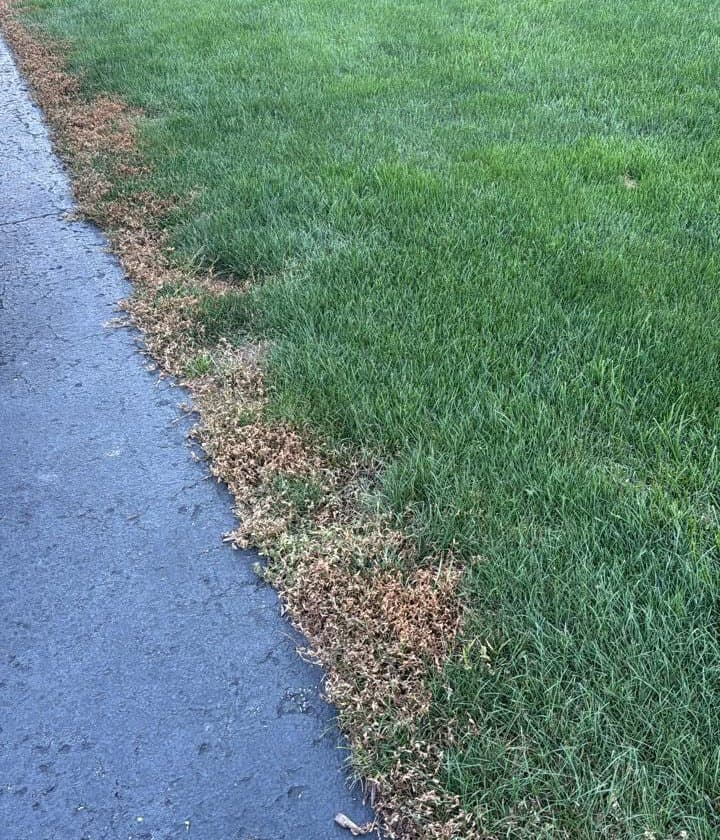 Desiccated, brown spotted spurge along a driveway edge after selective herbicide application.