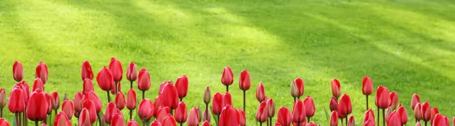 spring-lawn Lawn in spring