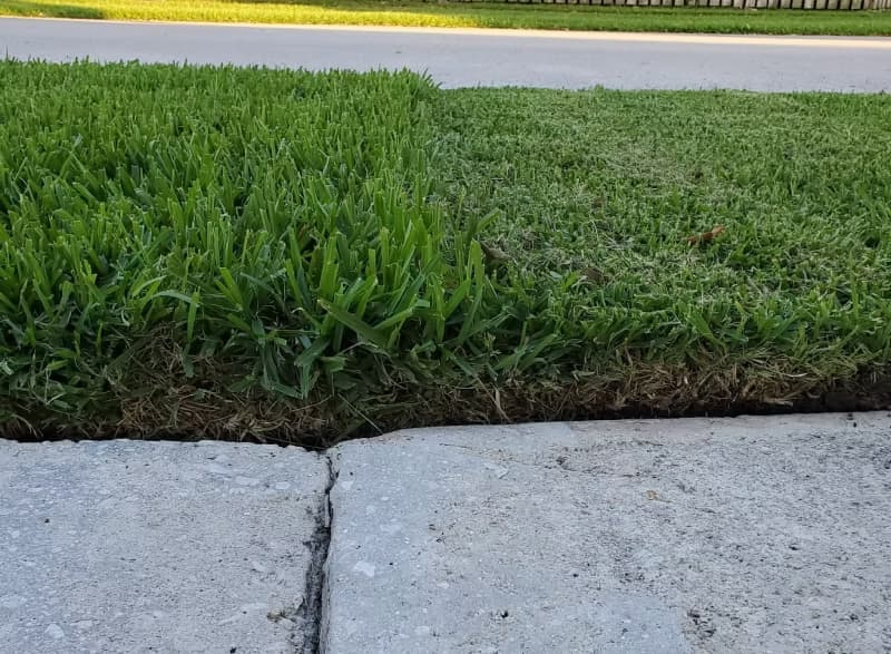 Close-up property line detail comparing tall and short St. Augustinegrass cut heights along a sidewalk.