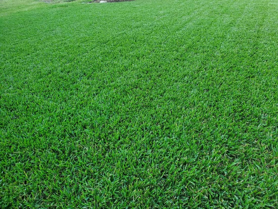 Close-up of a dense St. Augustinegrass lawn highlighting its coarse leaf texture and rich green canopy.
