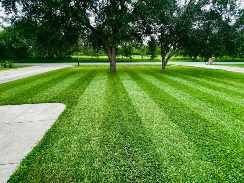 Striped St. Augustinegrass lawn under mature shade trees.