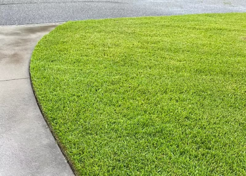 Clean string-trimmed edge of a St. Augustinegrass lawn along a concrete driveway.