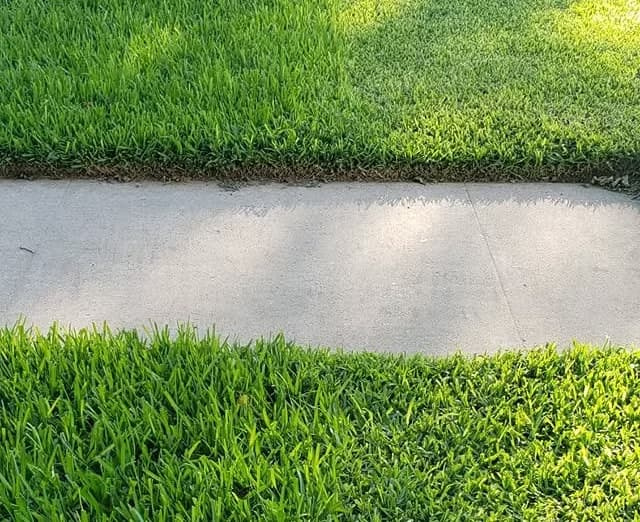 Side-by-side comparison of St. Augustinegrass mowed at 3.5 inches versus 1.5 inches.
