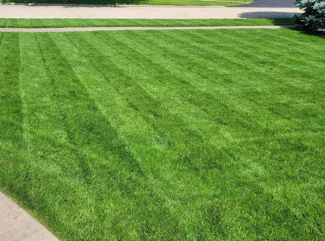 Wide view of a dense tall fescue lawn displaying rich green color and clean stripe patterns.