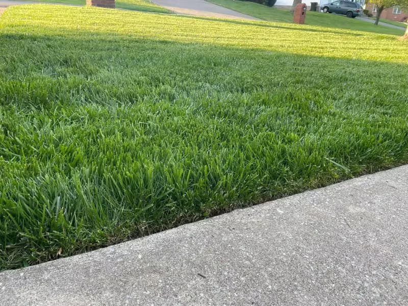 Profile view of tall fescue canopy height along a concrete sidewalk edge.