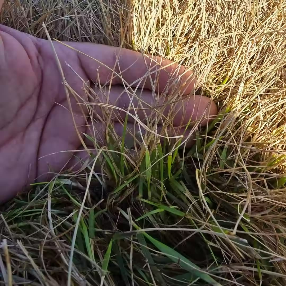 Close up of hand in turf.