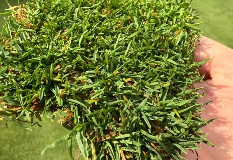 A piece of turf in a person's hand.