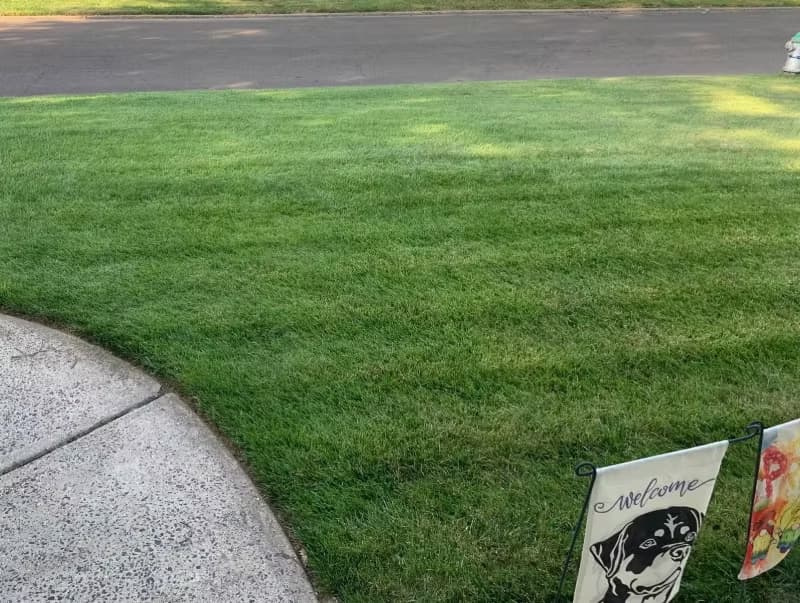 Turf-type tall fescue lawn performing under full sun exposure.