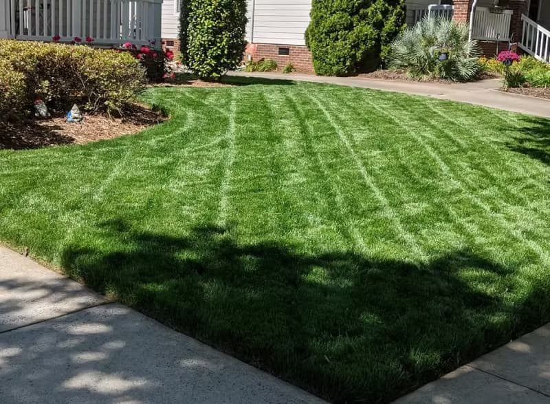 Front yard turf-type tall fescue lawn with distinct striping patterns.