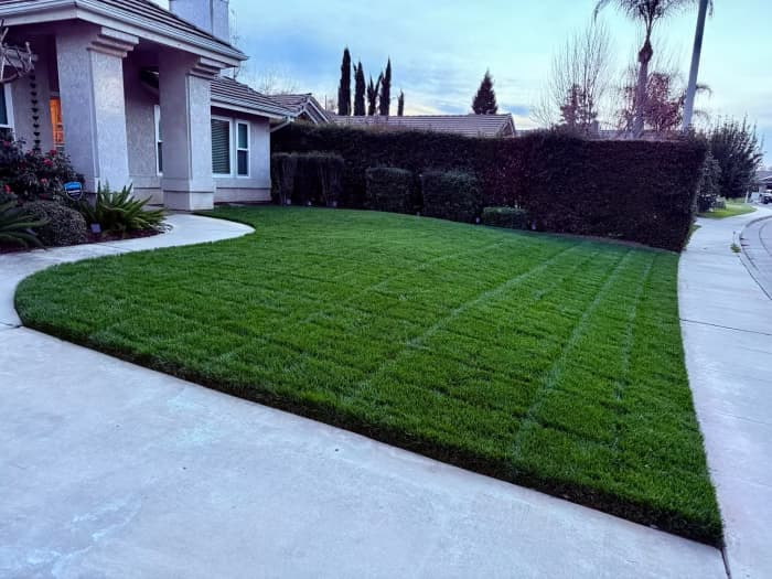 TTTF lawn