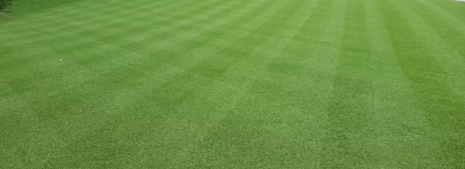 Turfgrass Hub Featured Lawn with low cut turfgrass.