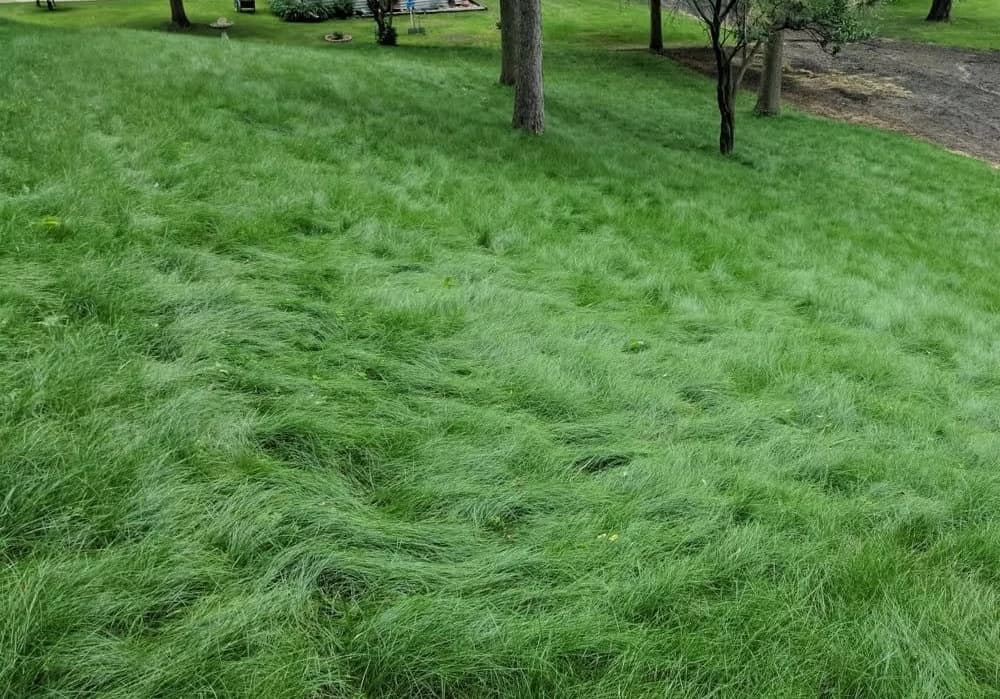 Unmowed fine fescue grass growing on a sloped yard with trees