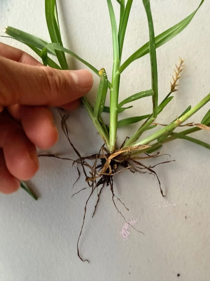 A close-up view of a single pulled grassy weed held against a plain background, showing its root system, stem base, and seed head for identification.