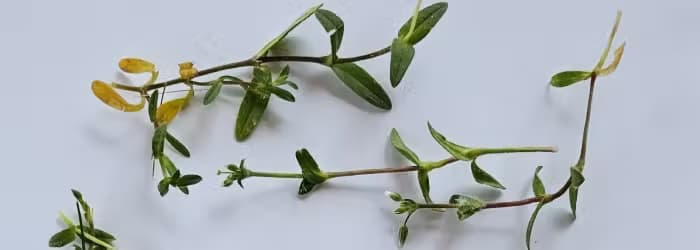 Weeds on a white background.