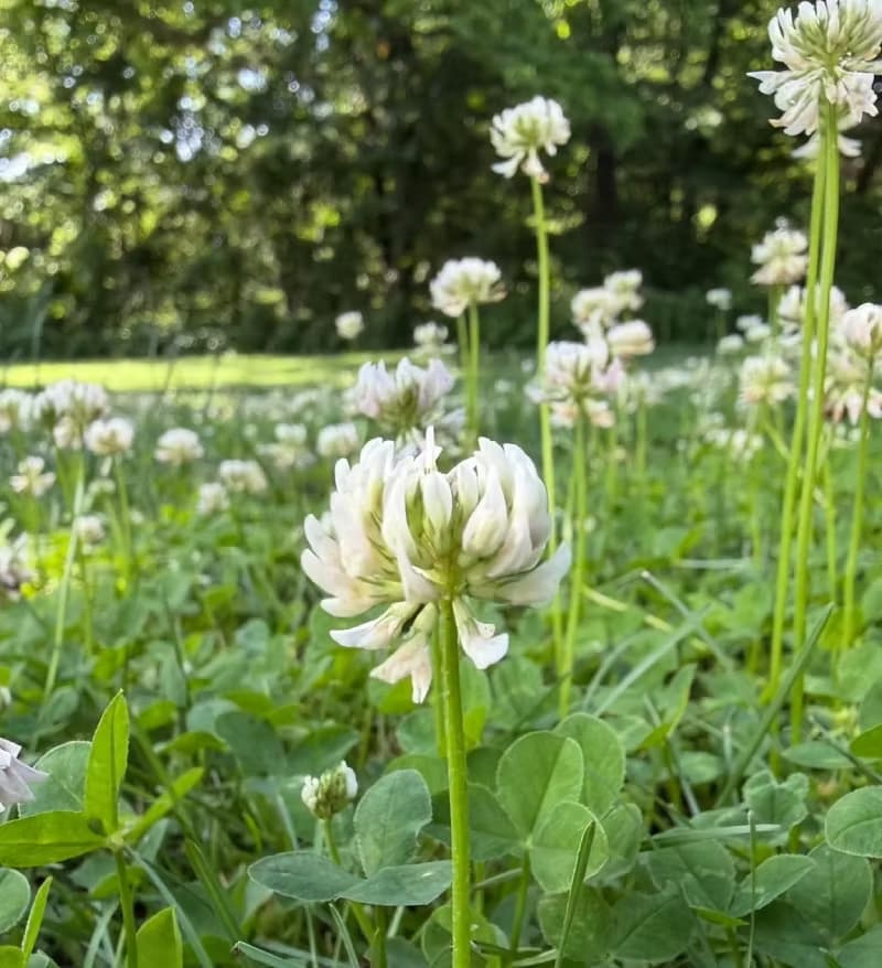 Macro close-up of a white clover flower head with green trifoliate leaves in the background