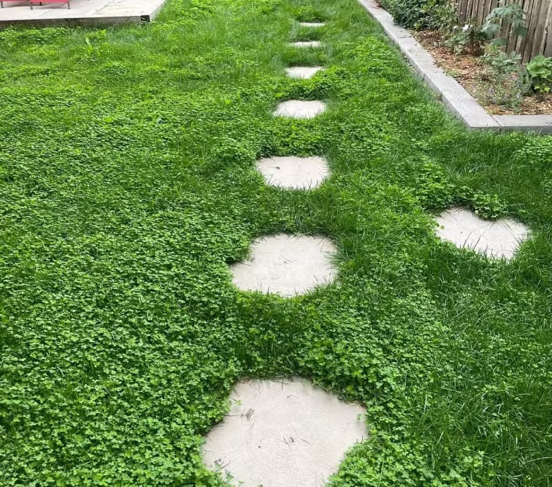Dense white clover patch creeping over stepping stones in a residential lawn