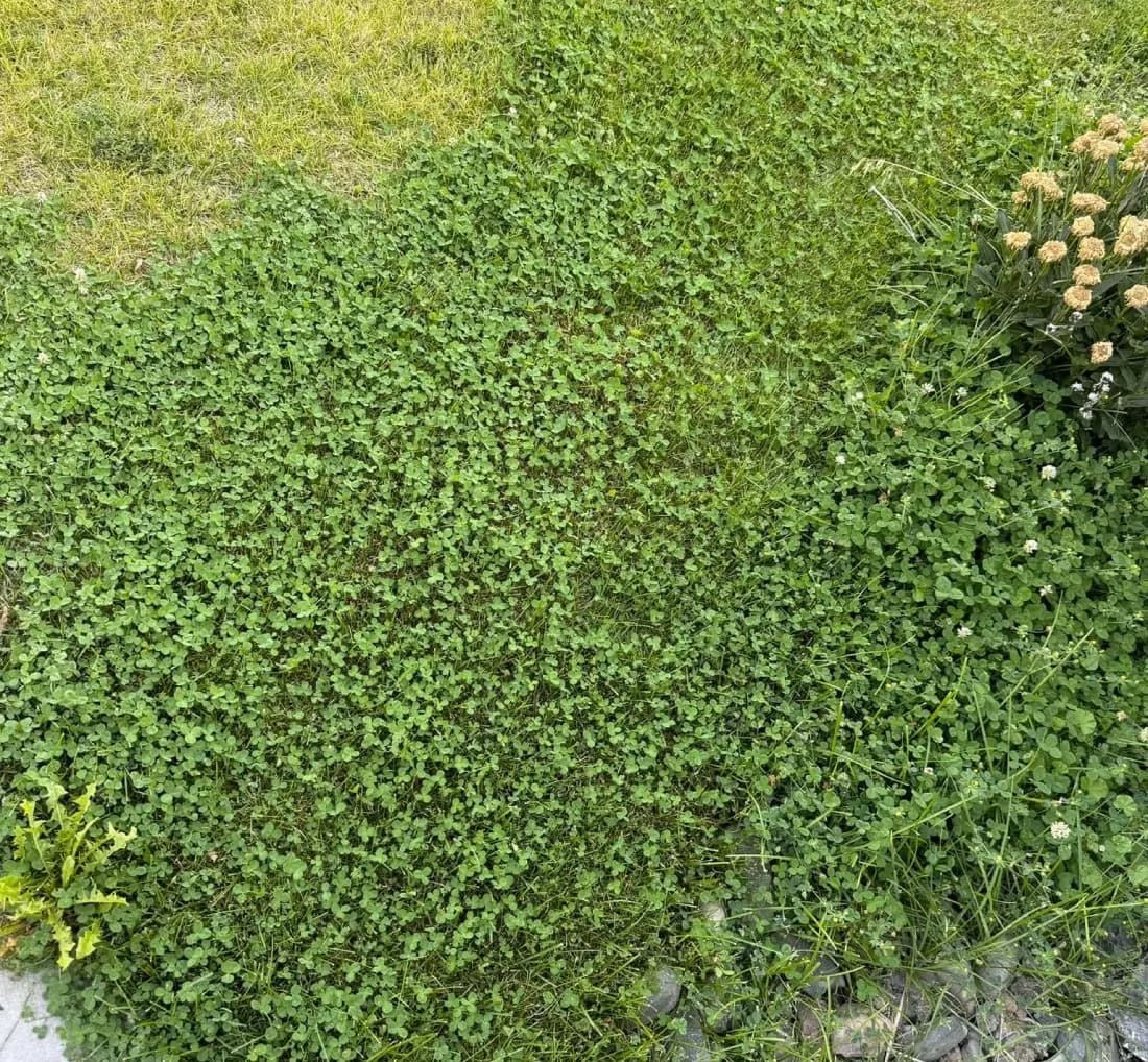 Dense patch of white clover spreading across a residential lawn near a garden bed border