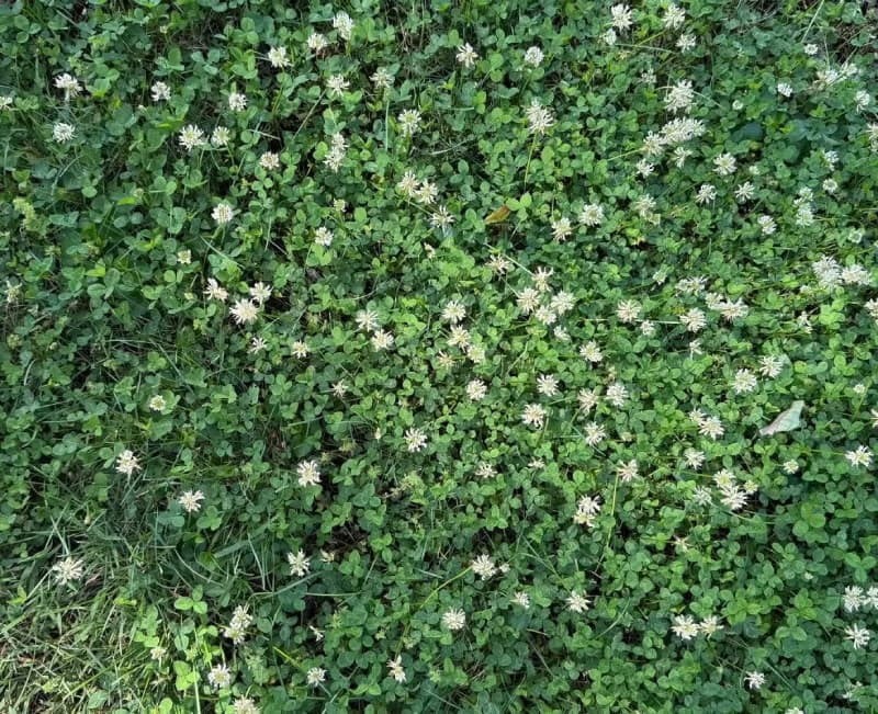 Aerial view of a turfgrass lawn heavily populated with blooming white clover