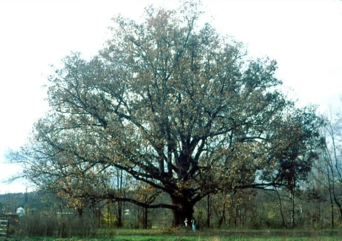 A majestic White Oak (Quercus alba) with a robust trunk and wide, healthy canopy, showcasing its structural strength as a premier transition zone anchor tree.