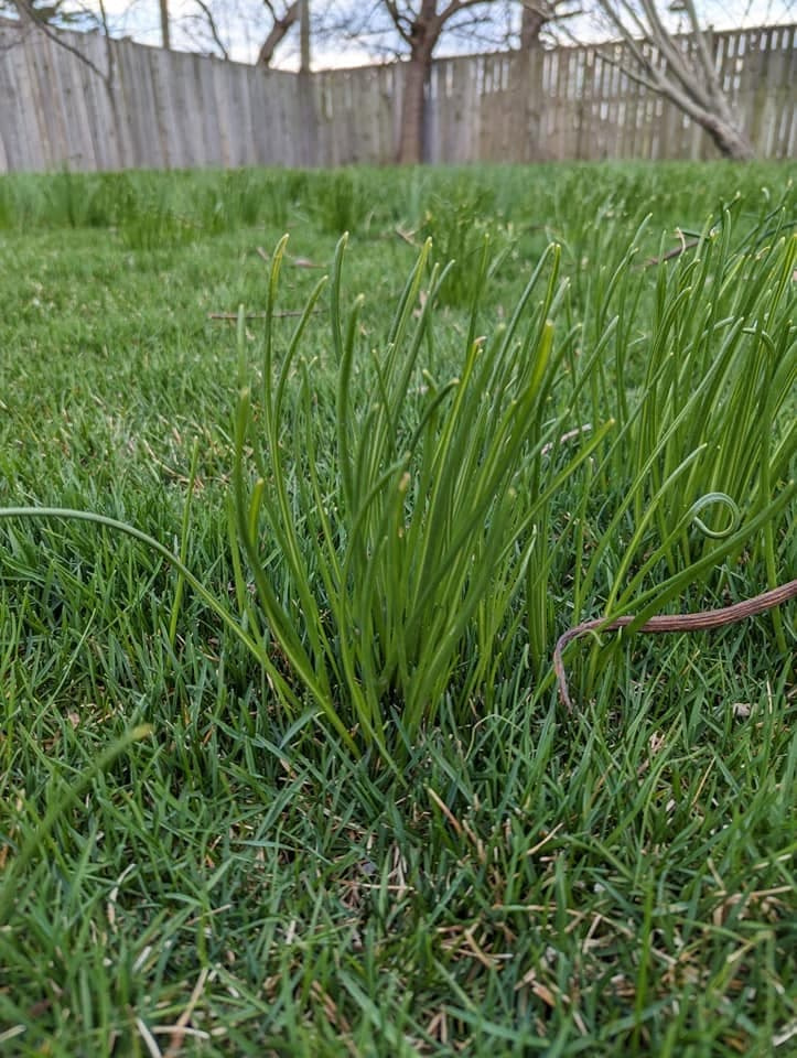 An erect clump of tall, hollow wild garlic stems overtopping surrounding green lawn turf.