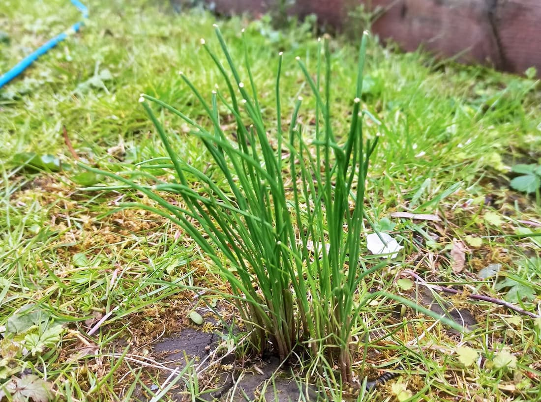 A tight clump of wild garlic with cut, tubular green stems growing in an overgrown lawn area.