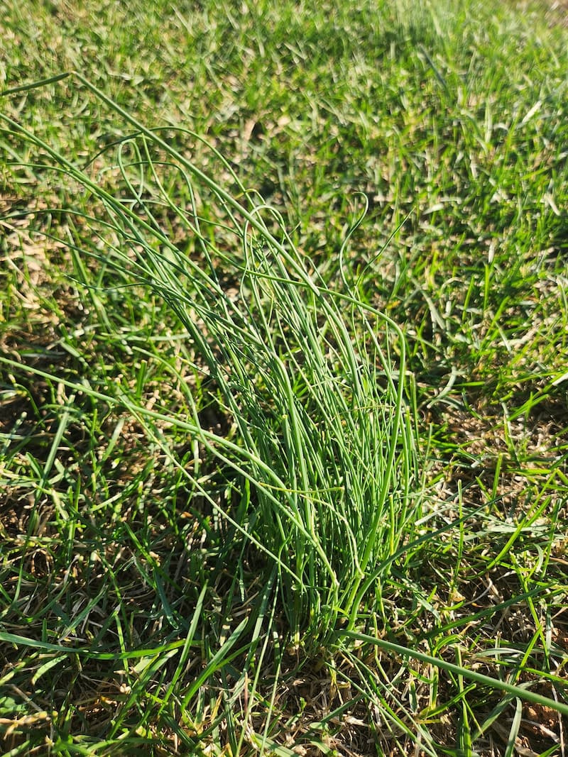 A thick, dense patch of fine wild garlic foliage with drooping and twisted tips in a lawn.
