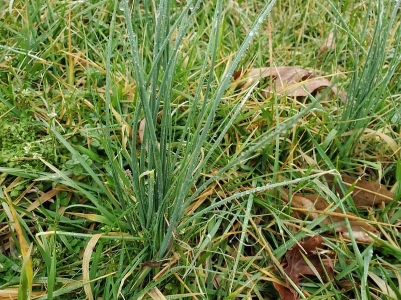 Bright green tubular wild garlic leaves emerging out of a dormant yellowing turf background.